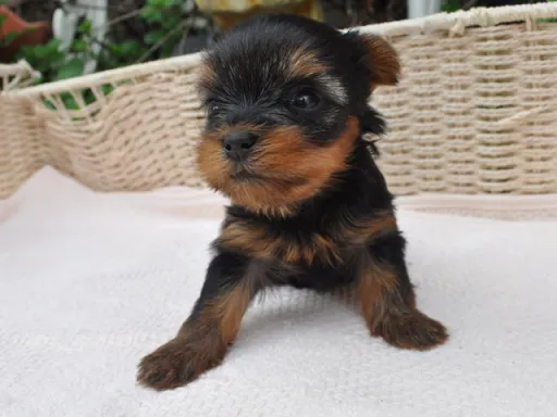 ヨークシャー・テリアの子犬販売
