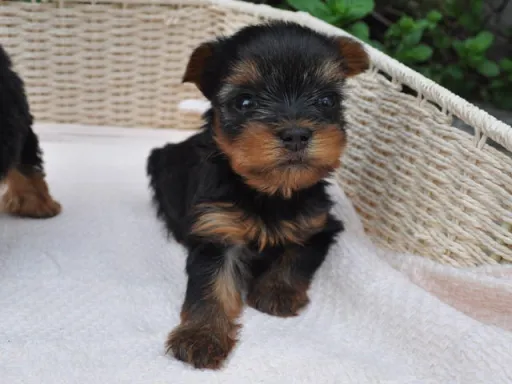 ヨークシャー・テリアの子犬販売