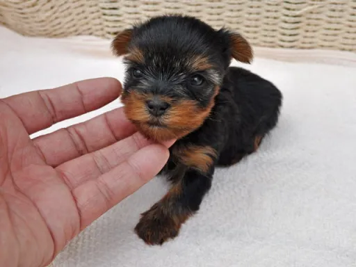 ヨークシャー・テリアの子犬販売