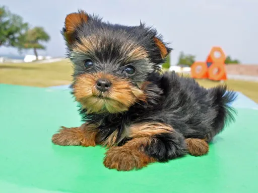 ヨークシャー・テリアの子犬販売