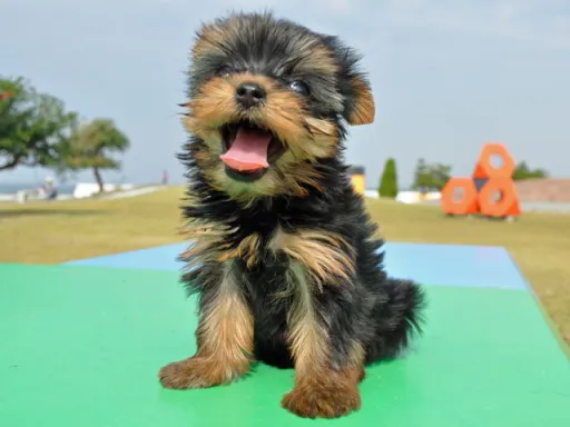 ヨークシャー・テリアの子犬販売