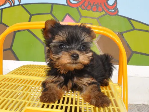 ヨークシャー・テリアの子犬販売