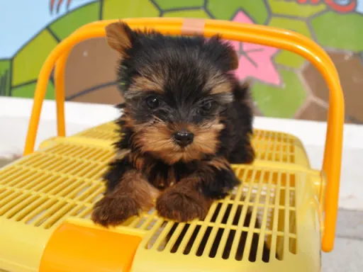 ヨークシャー・テリアの子犬販売