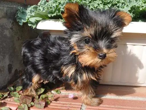 ヨークシャー・テリアの子犬販売