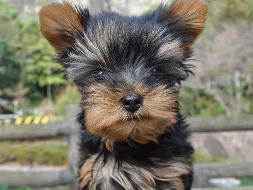 ヨークシャー・テリアの拡大画像