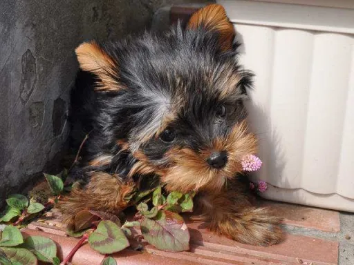 ヨークシャー・テリアのサムネイル画像3