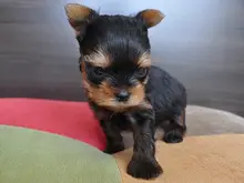 ヨークシャー・テリア