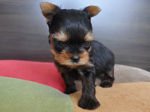 ヨークシャー・テリアの子犬販売