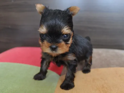 ヨークシャー・テリアの子犬販売