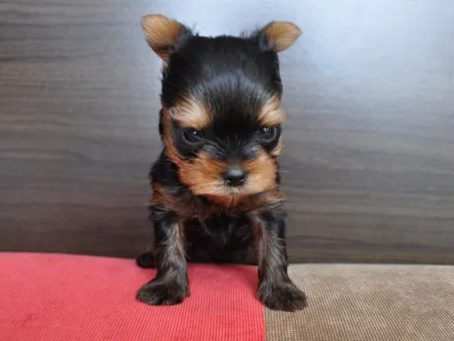 ヨークシャー・テリアの子犬販売