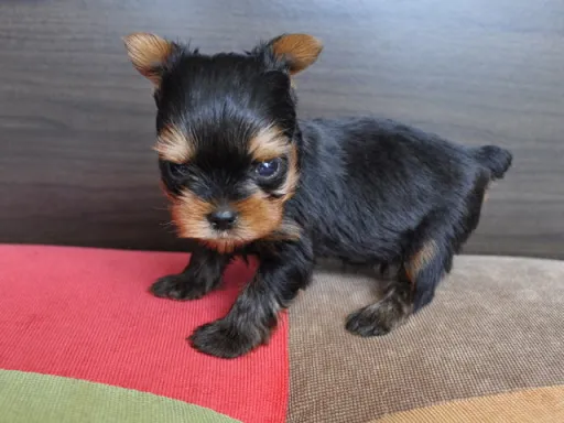 ヨークシャー・テリアの子犬販売