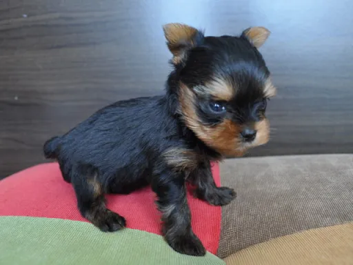 ヨークシャー・テリアの子犬販売