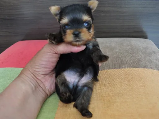 ヨークシャー・テリアの子犬販売