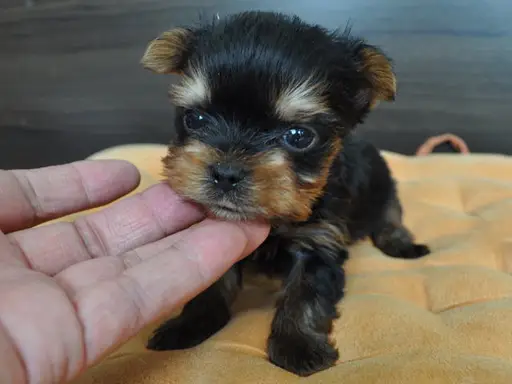 ヨークシャー・テリアの子犬販売