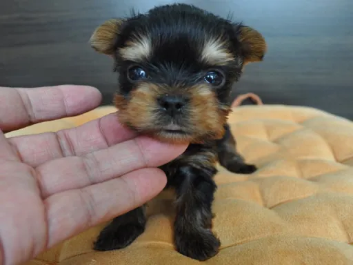 ヨークシャー・テリアの子犬販売