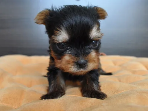 ヨークシャー・テリアの子犬販売