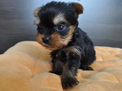 ヨークシャー・テリアの子犬販売