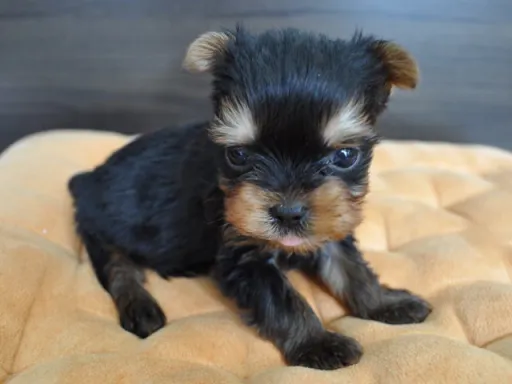 ヨークシャー・テリアの子犬販売