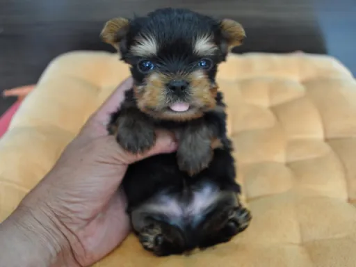 ヨークシャー・テリアの子犬販売