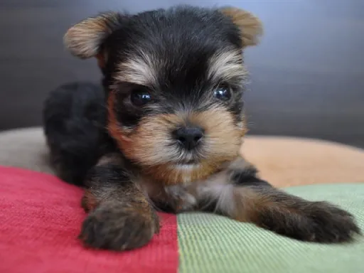 ヨークシャー・テリアの子犬販売