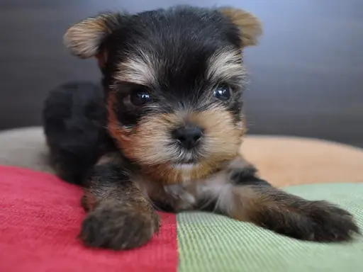 ヨークシャー・テリアの子犬販売