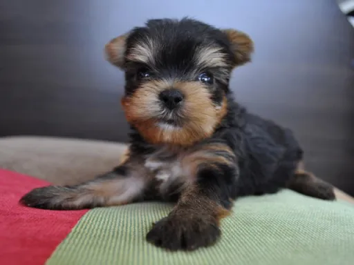 ヨークシャー・テリアの子犬販売