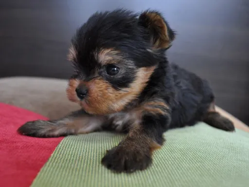 ヨークシャー・テリアの子犬販売