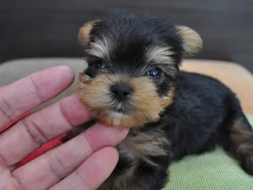 ヨークシャー・テリアの子犬販売