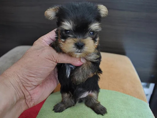 ヨークシャー・テリアの子犬販売