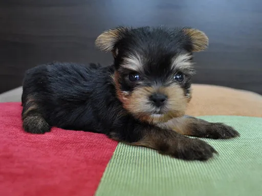 ヨークシャー・テリアの子犬販売