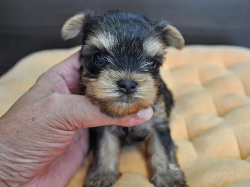 ヨークシャー・テリアの子犬販売