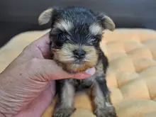 ヨークシャー・テリア