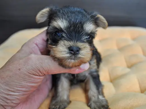 ヨークシャー・テリアの子犬販売