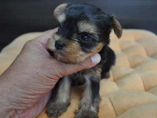 ヨークシャー・テリアの子犬販売