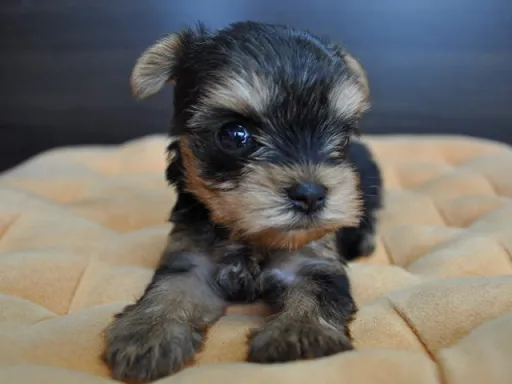 ヨークシャー・テリアの子犬販売