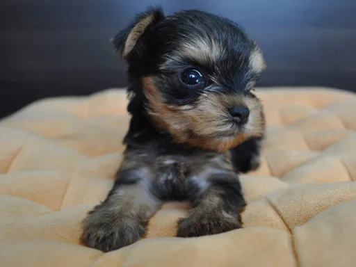 ヨークシャー・テリアの子犬販売