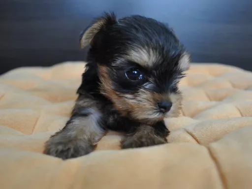 ヨークシャー・テリアの子犬販売