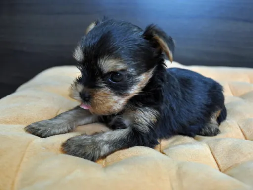 ヨークシャー・テリアの子犬販売