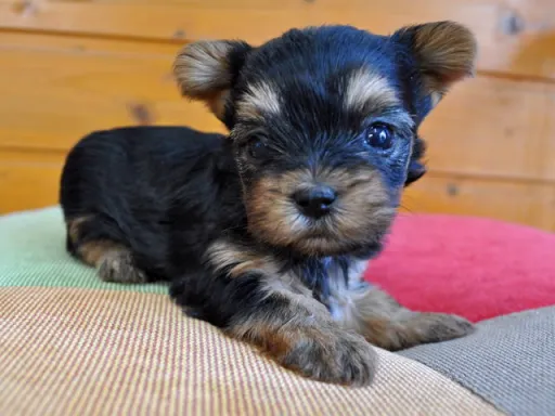 ヨークシャー・テリアの子犬販売