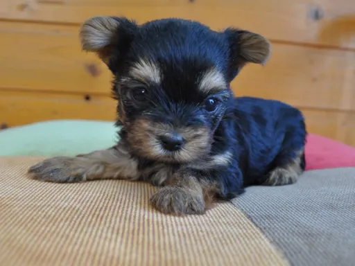 ヨークシャー・テリアの子犬販売