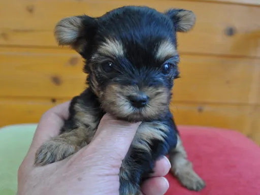 ヨークシャー・テリアの子犬販売