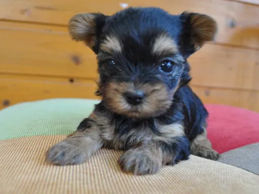 ヨークシャー・テリアの子犬販売