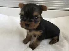 ヨークシャー・テリア