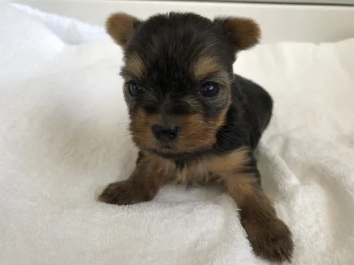 ヨークシャー・テリアの子犬販売