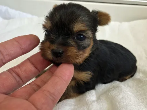 ヨークシャー・テリアの子犬販売