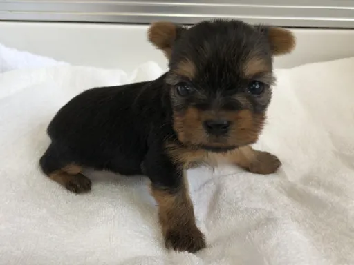 ヨークシャー・テリアの子犬販売