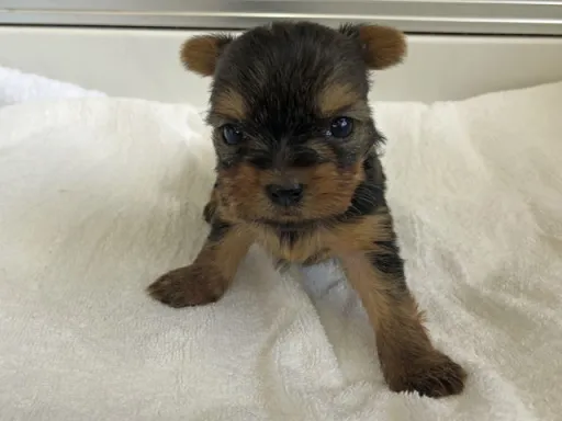 ヨークシャー・テリアの子犬販売