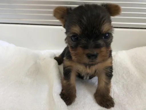 ヨークシャー・テリアの子犬販売