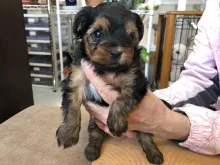 ヨークシャー・テリア