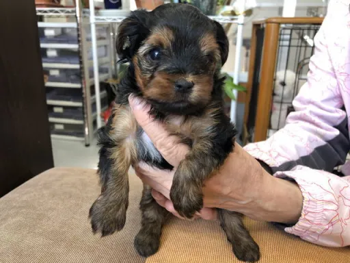 ヨークシャー・テリアの子犬販売